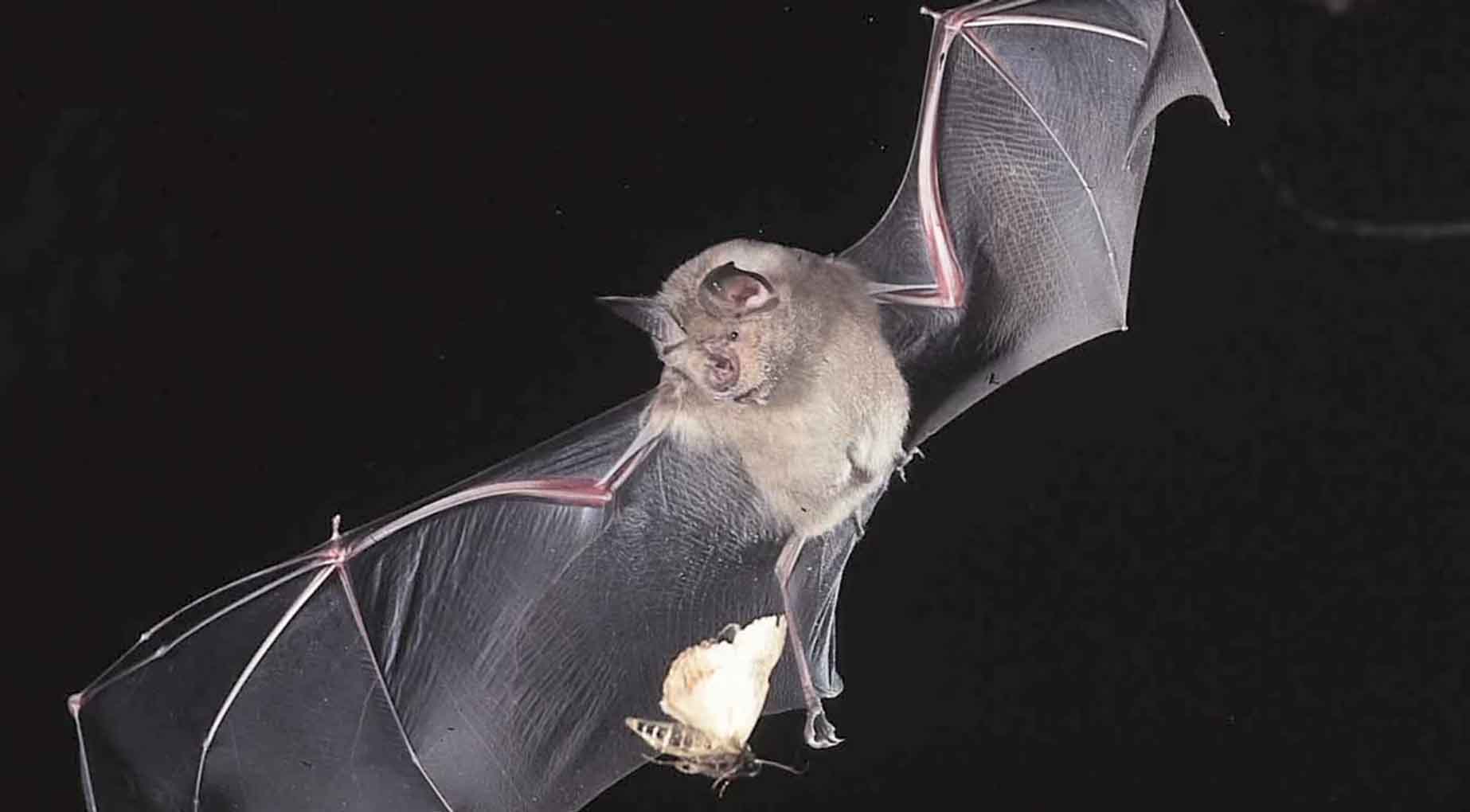 Bat Catching Moth at Night