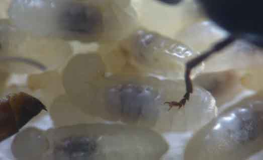 Carpenter Ant Larvae Picture