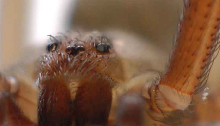 Brown Recluse Spider Super Close Up