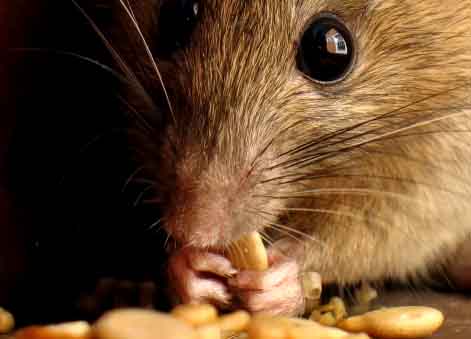 Rodents - Rodent Control, Rodent Extermination and Exclusion