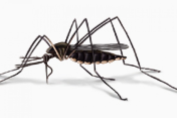 mosquito