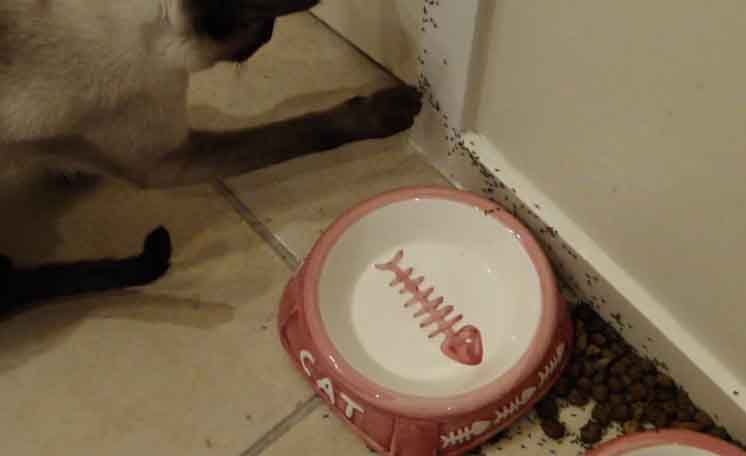 Army Ants in a Messy Kitchen
