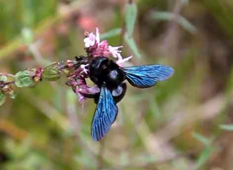 Blue Bees Pollinate Orchards