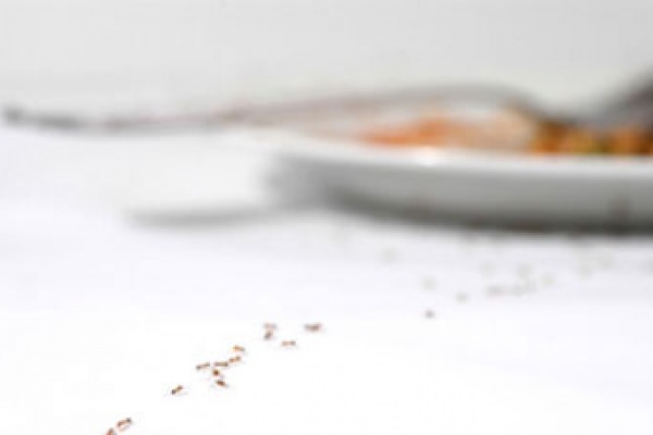 ants-in-house