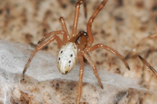 Brown Widow
