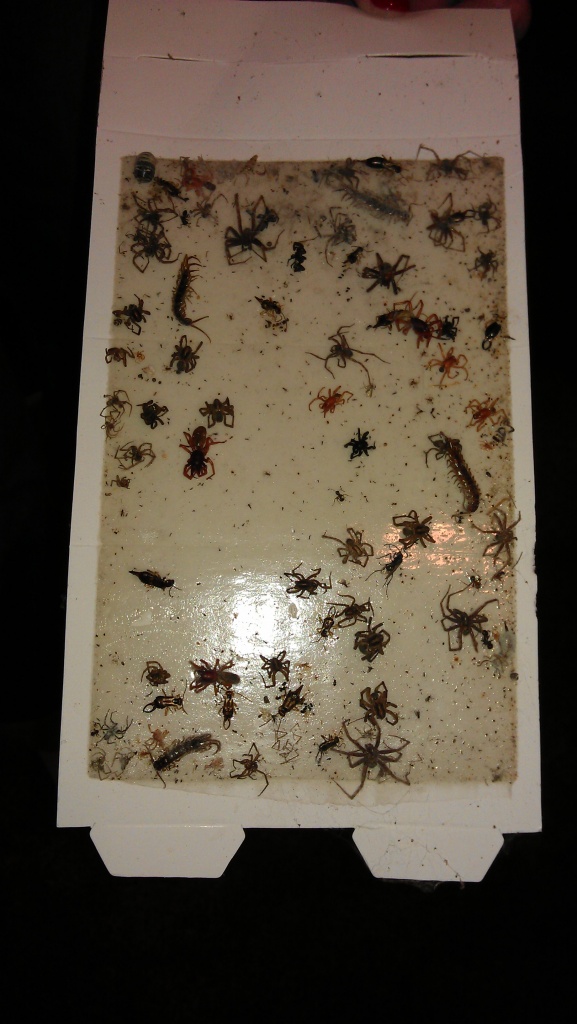 Grossed Out! Pest Leads & Marketing