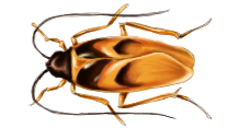 cockroach banded pests