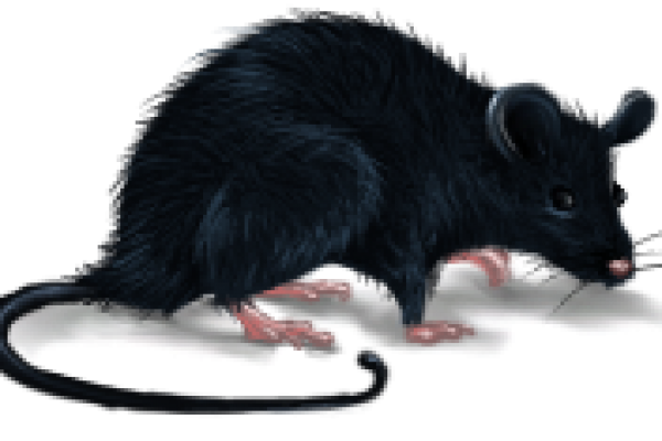 Roof Rat