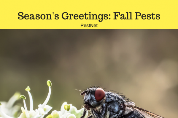 Blog | Pest Control Marketing and Lead Generation Tips &amp; Ideas Screen Shot    At 